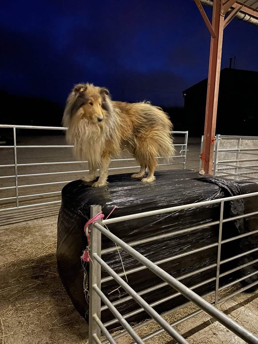 Lillady's tweet image. Night watchman 🌙 #sheepdog