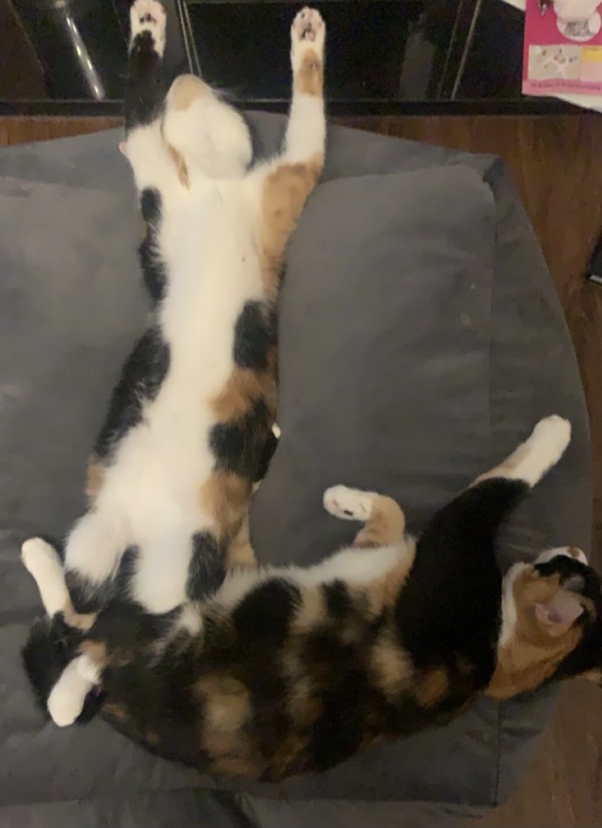 amymoore19's tweet photo. @hitRECordJoe My two cuties poppy and Daisy https://t.co/XOK0LkvNvI