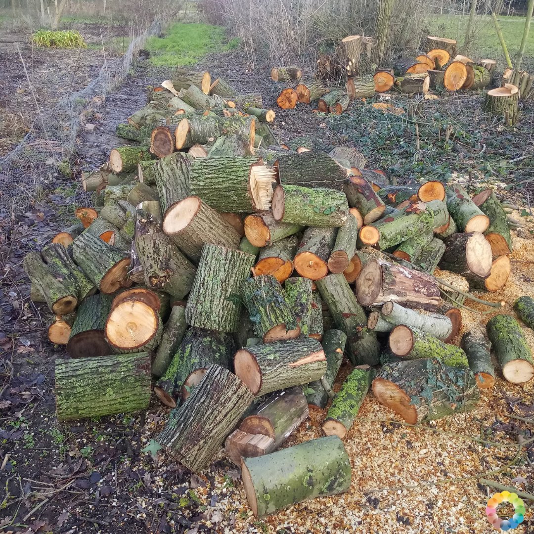 NatuurlijkMoes's tweet photo. Work in progress, al ligt het nu even stil door de koude en sneeuw 😜. Alle houtkoten steken bijna vol 👍. https://t.co/uquOB6cV35