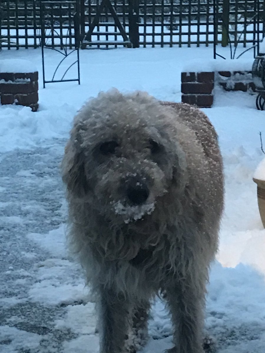 agcooper1's tweet photo. Hmmm after a little contemplation Charlie’s still sure spring is on the way, perhaps a little further away than he thought though. #snow #norfolk #positiveview https://t.co/BRrQp9uIS5
