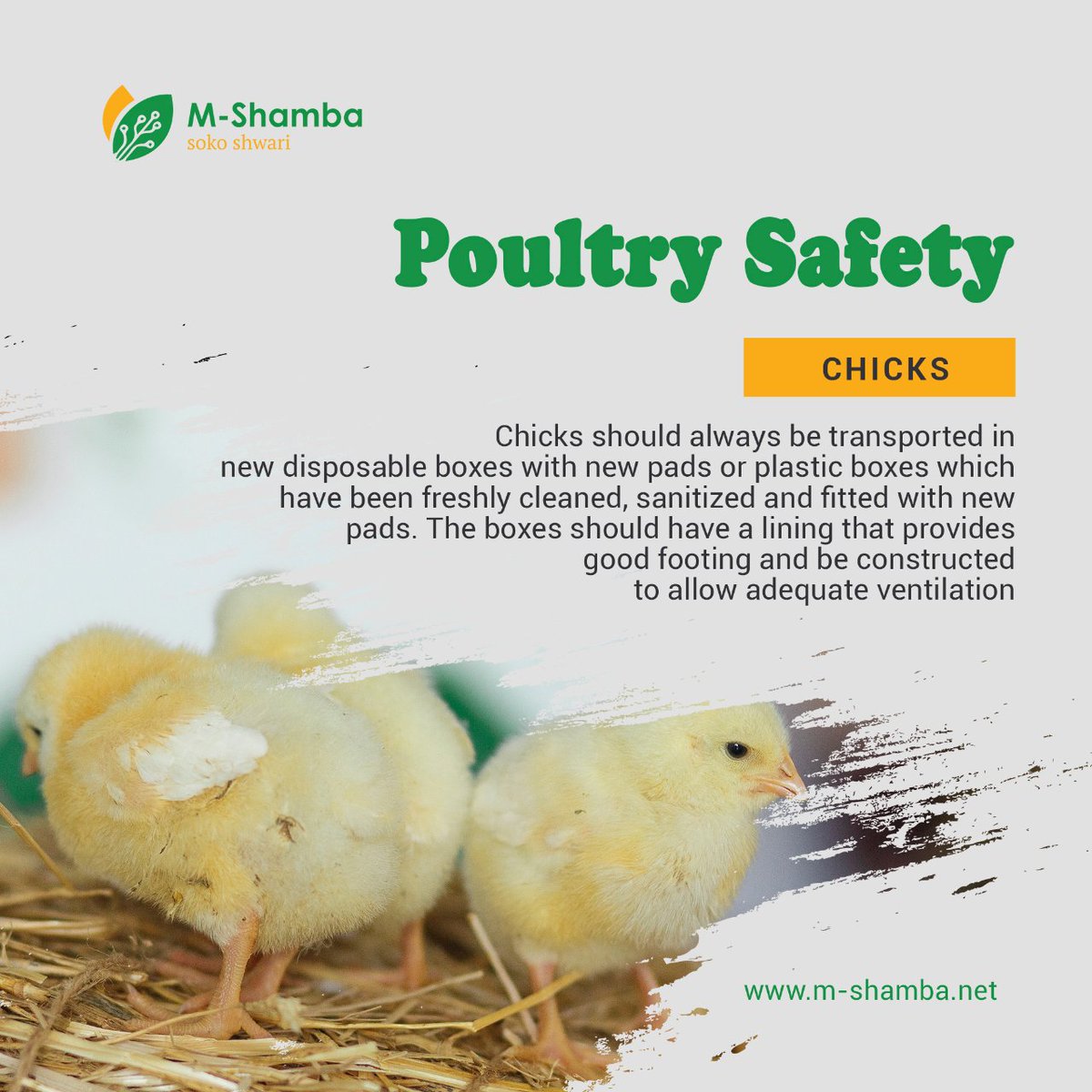 M-shamba App tweet media