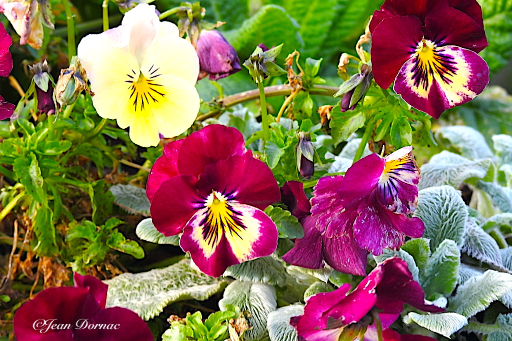 JeanDornac's tweet photo. Quelques pensées profondes et de diverses couleurs, pour vous mesdames qui représentez si bien, si souvent, la beauté… #quelques #pensées #profondes #diverses #couleurs #pour #mesdames #représentez #souvent # beauté #Léguer #Lannion #CôteArmor #Bretagne #France https://t.co/iyzJdrjtwI