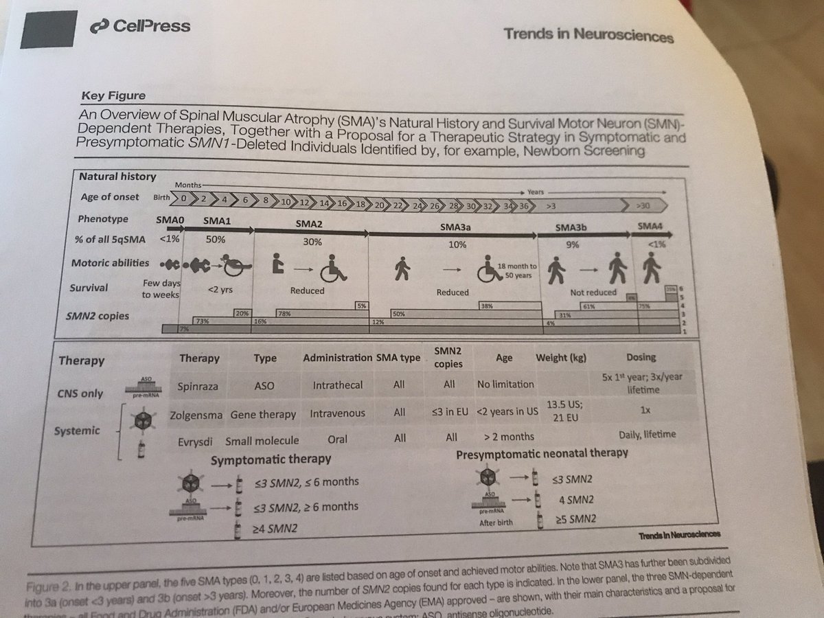 Then variable phenotypes were seen from very severe to milder, see also this very nice Figure. Severity inversely correlates with the number of SMN2 copies, but not perfectly. There are also genetic modifiers such as plastin 3, that can be protective.