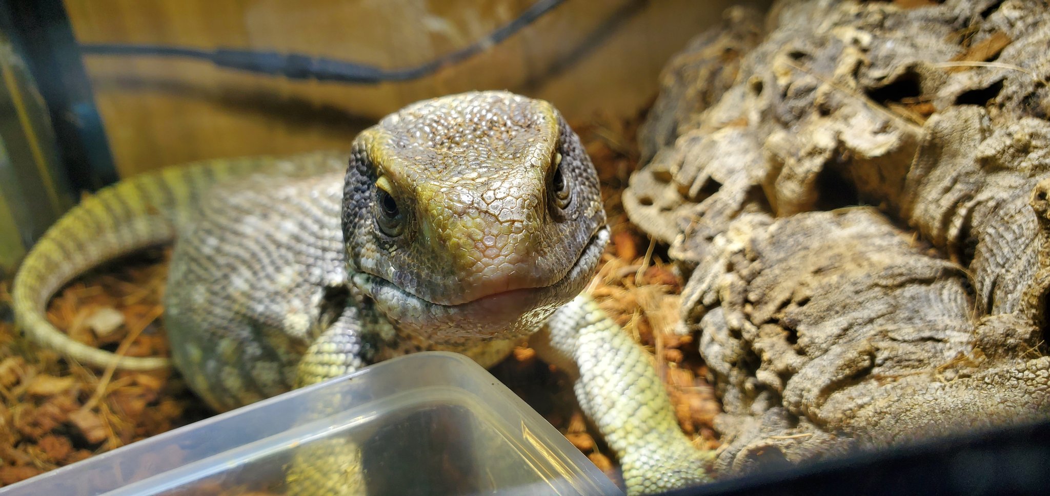 Uzivatel 小春 Na Twitteru 両生類さん飼いたい ミルキーフロッグ アカメアマガエル チャコガエル テレステレス ファイアサラマンダー 飼いたい モニター テグー カーペット等飼ってます Uzivatel 小春 Na Twitteru 両生類さん飼いたい ミルキーフロッグ アカメアマガエル チャコガエル テレステレス ファイアサラマンダー 飼いたい モニター テグー カーペット等飼ってます