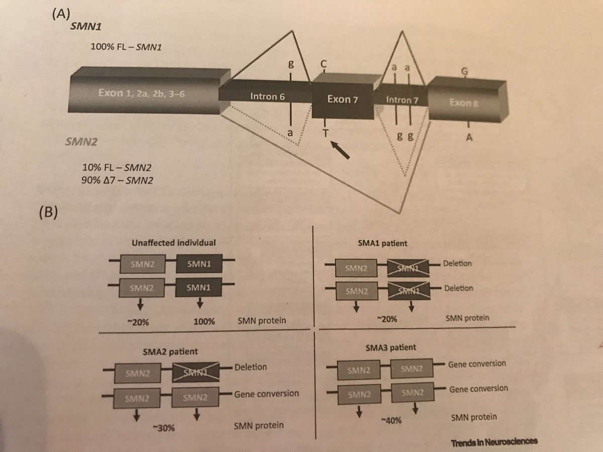 While SMN 1 and 2 differ only in 5 positions and all coding variations are silent, SMN2 produces only low amounts of protein because exon 7 is poorly recognized by the splicing machinery. Thus lacking SMN1 genes reduced amounts of SMN protein are produced.