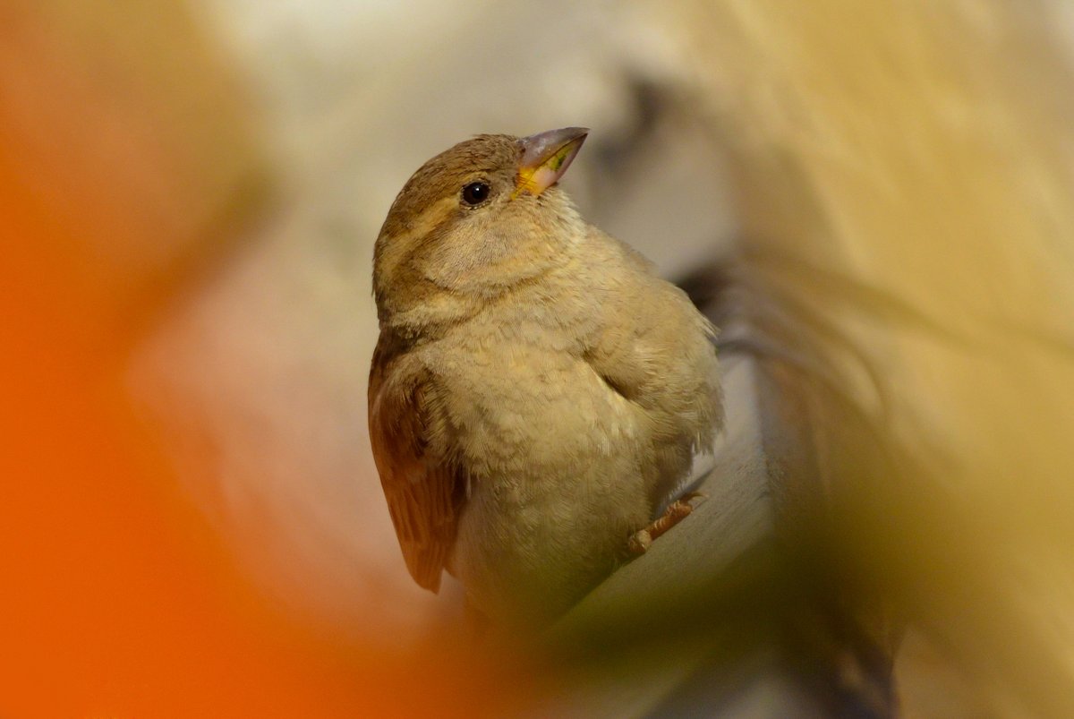 wildscapebypuru's tweet photo. House sparrow at our balcony #NaturePhotography #birdphotography #BirdsSeenIn2021 #SparrowAppreciation #birds https://t.co/QNKLcnxnDs