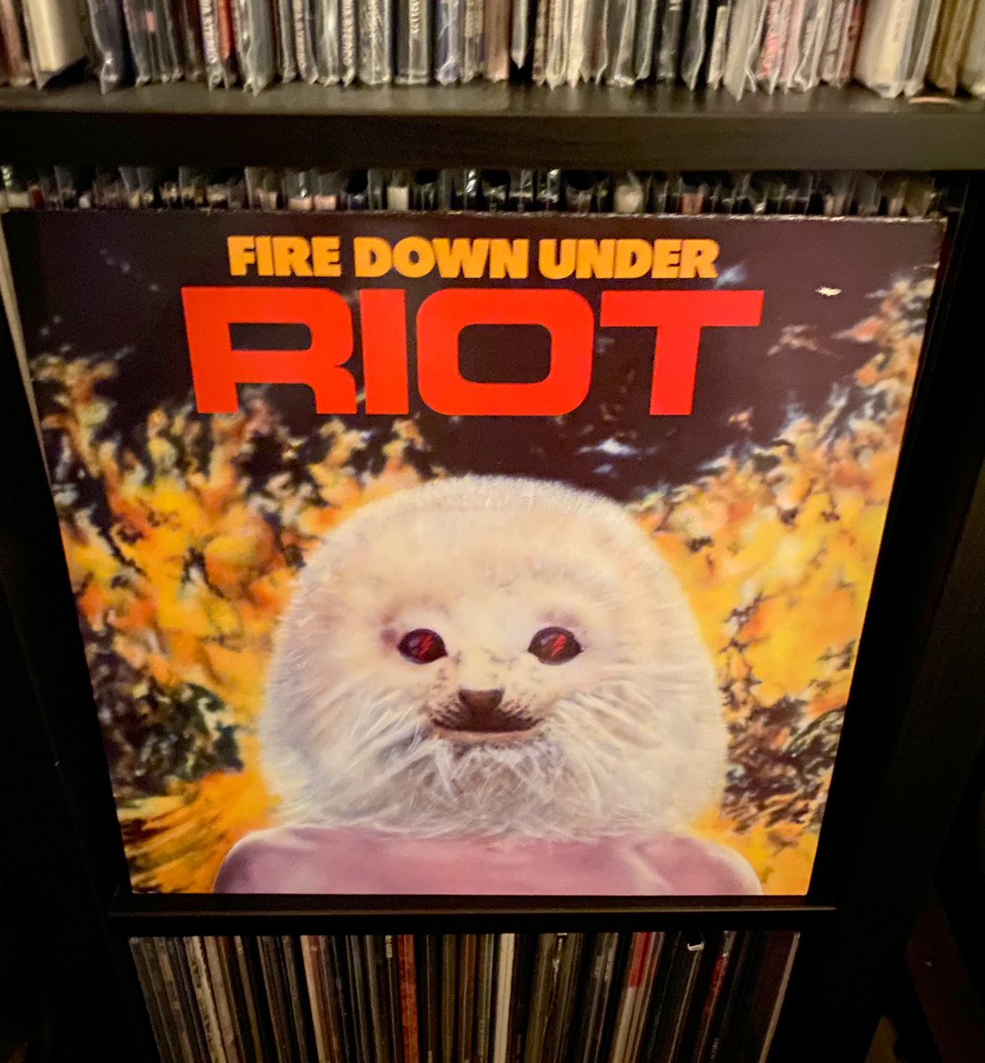 RIOT ~ 'Fire Down Under'
youtu.be/NNTfsQKKpDY
Released 40 years ago today!
#RIOT #FireDownUnder 
#VinylCollection #Metal
A magical album from one of the most underrated bands of all-time! (2/09/1981)
#AltarOfTheKing #Outlaw #DontHoldBack #NoLies #FeelTheSame #RunForYourLife