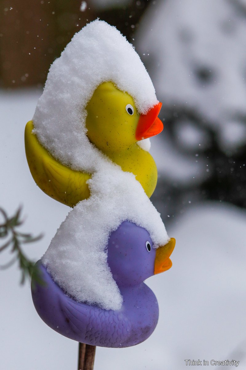 thinkincreativ1's tweet photo. The rubber duckies got a new hearcut😆

#StormDarcy #snowfacechallenge #tuesdayvibe #gardening https://t.co/4PnblU6IZ1