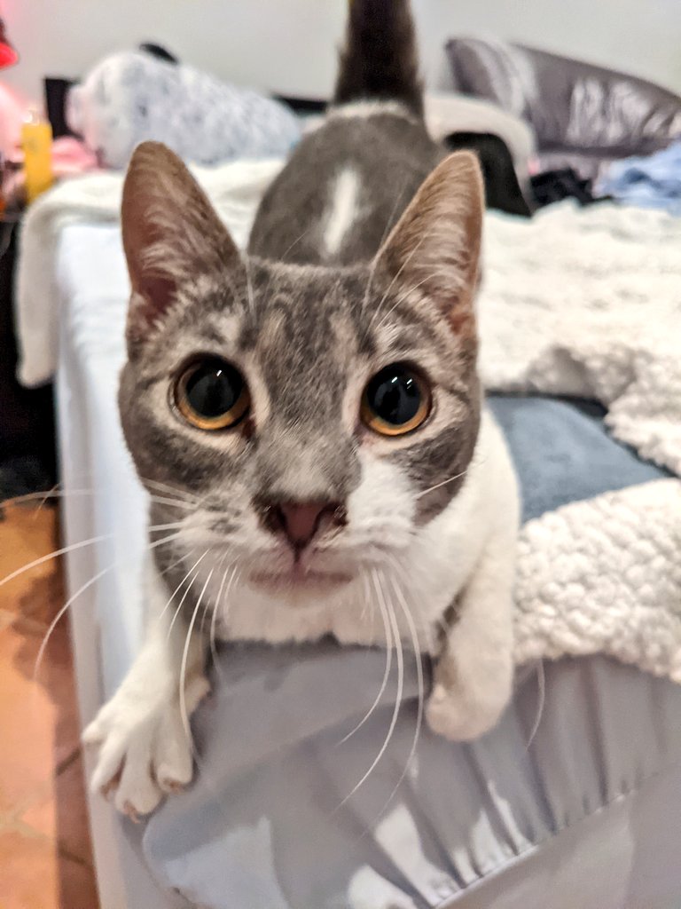 [Snom] hii!!!! Hi remember me??? Snom??? Hi!! All other cats said good advice is "eat neighbor & dog" but!!!!! I (Snom!!!) think maybe you could put up sign,???? In yard,??? To say "pls no more dog poop??" https://twitter.com/tiassa/status/1358887896686551041?s=19