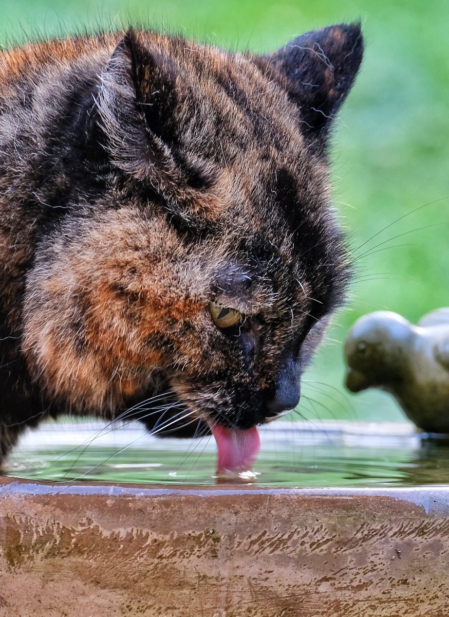 gemmak500's tweet photo. ‘Bird’ bath.
#chesham #chilterns #buckinghamshire #chilternhills #aonb #birdbath #winter #cat #catsofinstagram #tongue #drinking #catsdrinking #bird #tortiesofinstagram  #tortoisshellcat https://t.co/N2ZAXOAbUu