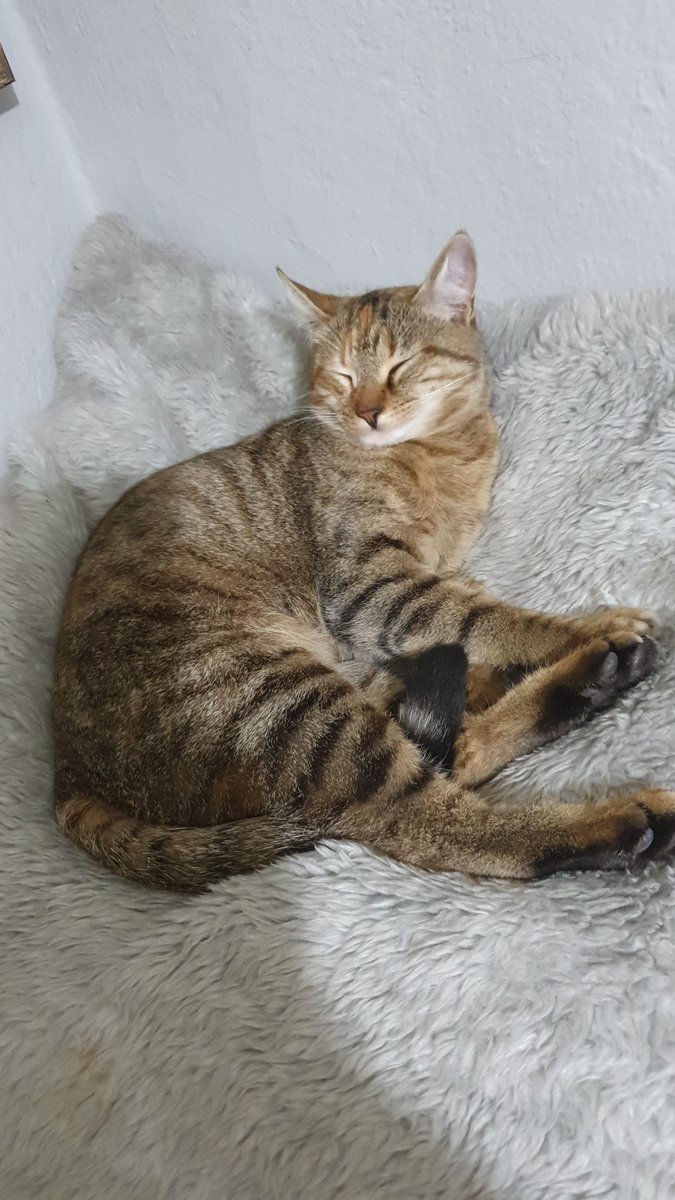morti_mort's tweet photo. Gümaydın. Dün bem uykumlarken ananem tiseme fotik admış. Hemkes bni çowk sebio 🥰 https://t.co/45KE3C7lt3