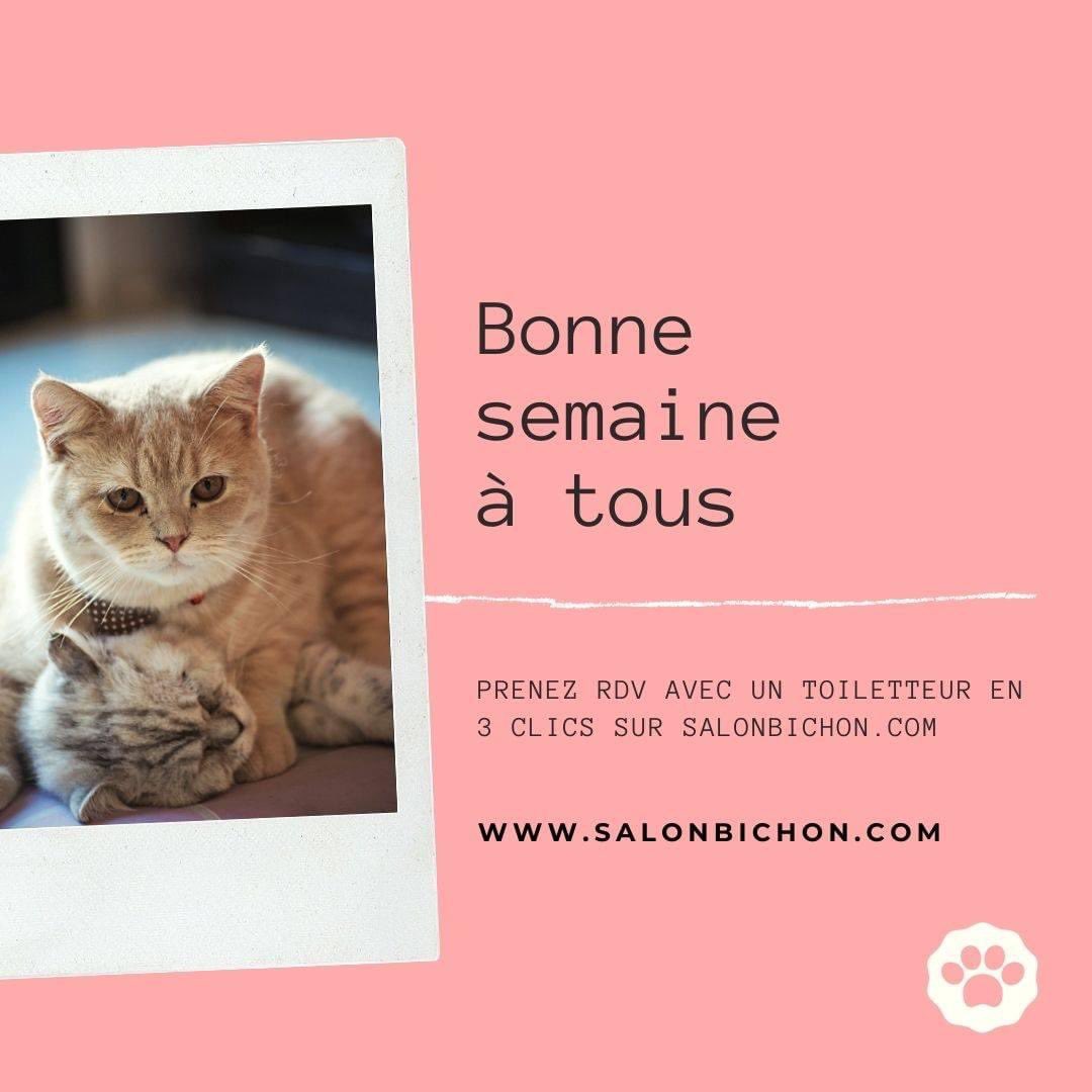 BichonSalon's tweet photo. Un rdv avec un toiletteur pour votre chien ou votre chat ✂️🐶🐱✂️? Venez sur : https://t.co/CvYl3Ny2dk afin de prendre RDV en 3 clics avec un toiletteur proche de chez vous #rdvenligne #salonbichon #animaldecompagnie #chien #chat #toilettage #toiletteur https://t.co/37ScnglluX