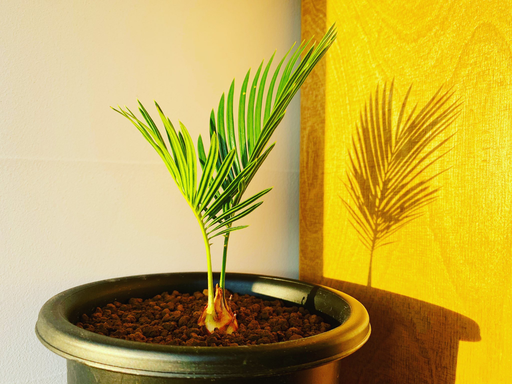 Nakaplants 今日の植物 西日と蘇鉄 今気付いたけど実生好きやな 完成系じゃなくて 成長を見ているのが好きだ Plants Plant Plantslife プランツ 植物 植物のある暮らし 実生 子株 成長 ソテツ 蘇鉄 Botanical ボタニカル 観葉植物