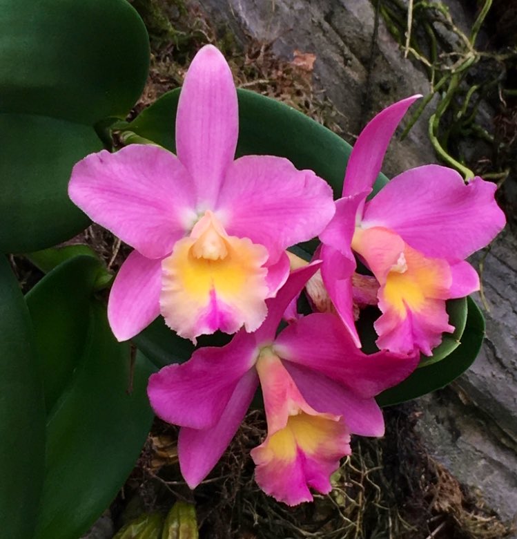 NoniSturge's tweet photo. Have a beautiful day everyone. Lots of smiles ☺️🌸💕 https://t.co/4yIypDBnxn