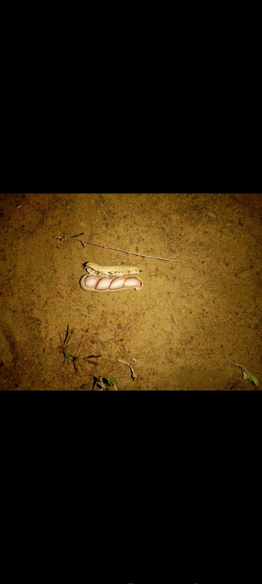 வேர்க்கடலை