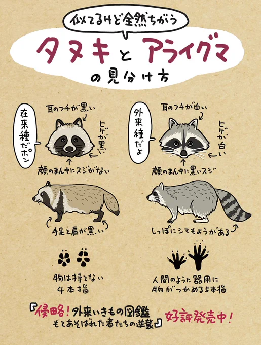 タヌキ警察なので、目の周りがアイマスクになってたり、尻尾に縞模様のある?アライグマもどきのイラストを見ると、敏感に反応してしまう。見た人もなにか無言でタヌキあげる 