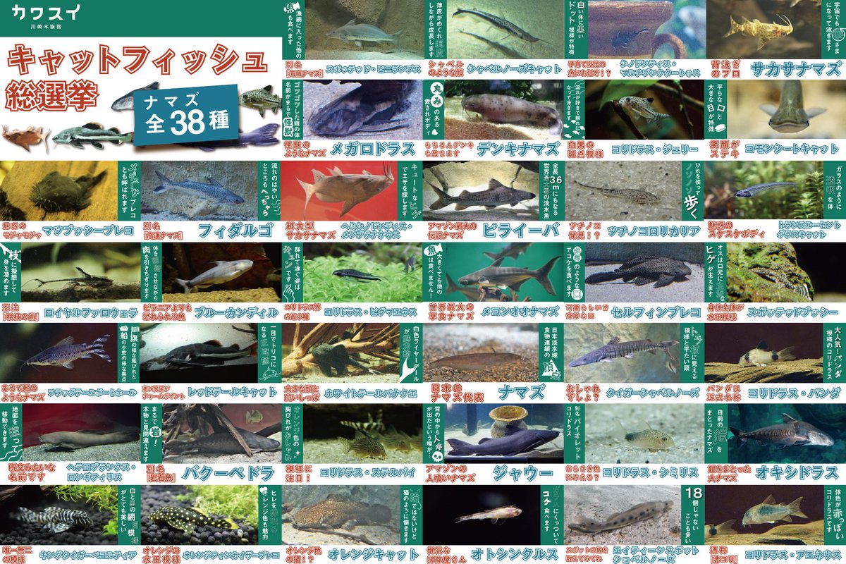 カワスイ 川崎水族館 キャットフィッシュ総選挙 昨日より開始しております キャットフィッシュの日 イベントですが ナマズ を１種類追加いたしました 皆さまの清き１票をお待ちしております カワスイ 川崎水族館 T Co Rfi5q9s1we