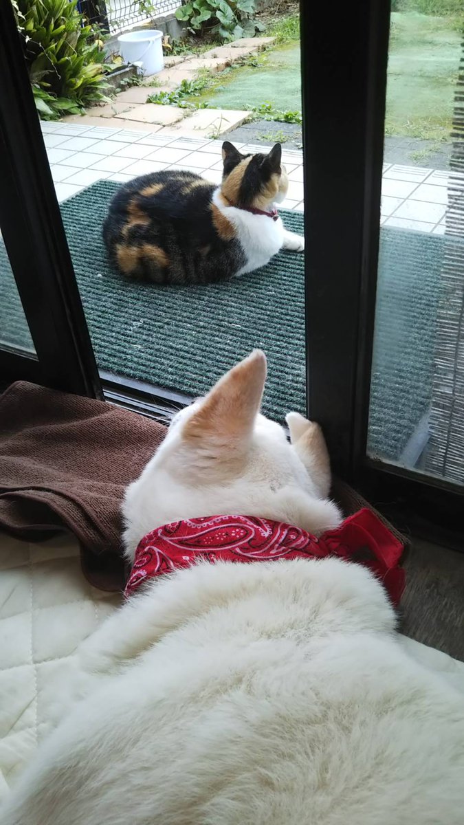 かおゆか 最後のツ ショット この日の夜 ちぃは 虹の橋を渡って行きました ちぃに 会いたい 犬のいる暮らし 虹の橋 犬好きさんと繋がりたい ペットロス かなしい