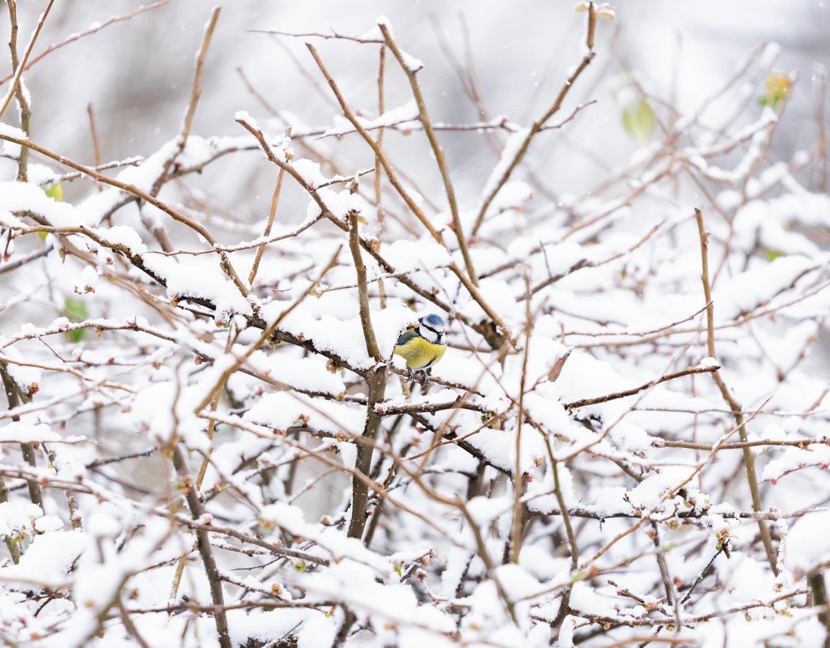 EThompsonTog's tweet photo. @7OaksChronicle A little bluetit sheltering whilst waiting his turn on the bird feeder in my garden, in Fawkham https://t.co/iWv1rnN7Co