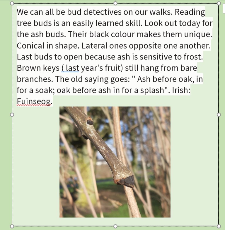 KECtweet's tweet photo. #EngagewithNature Bud Detectives @KECtweet https://t.co/VWQb3MS8RI