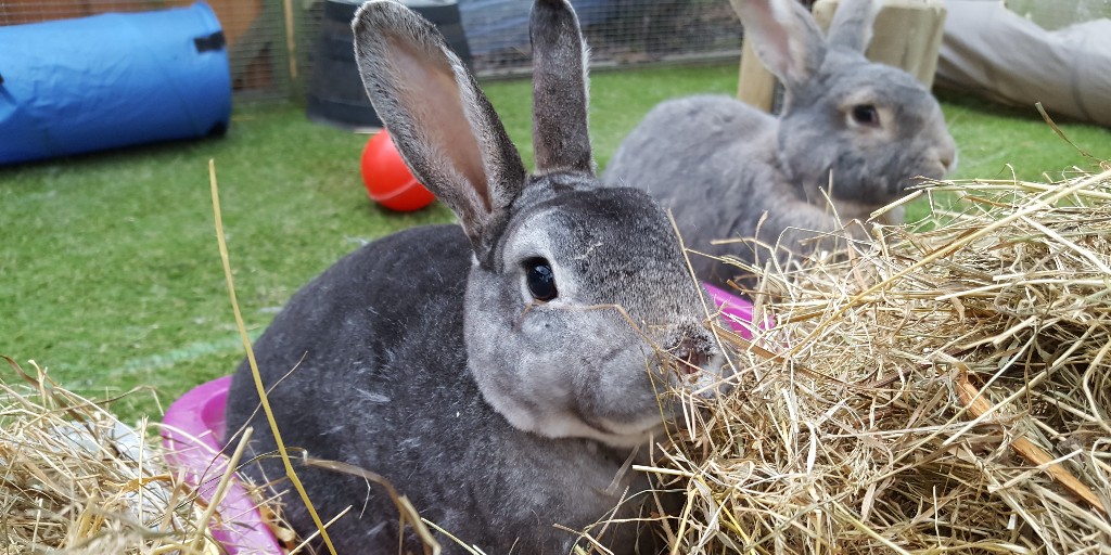 Did you know that rabbits’ teeth never stop growing?!

This is why it is so important that your rabbits’ diet is made up of 85% quality feeding hay or grass as they help to wear down their teeth naturally.

#NationalToothaceDay 🦷