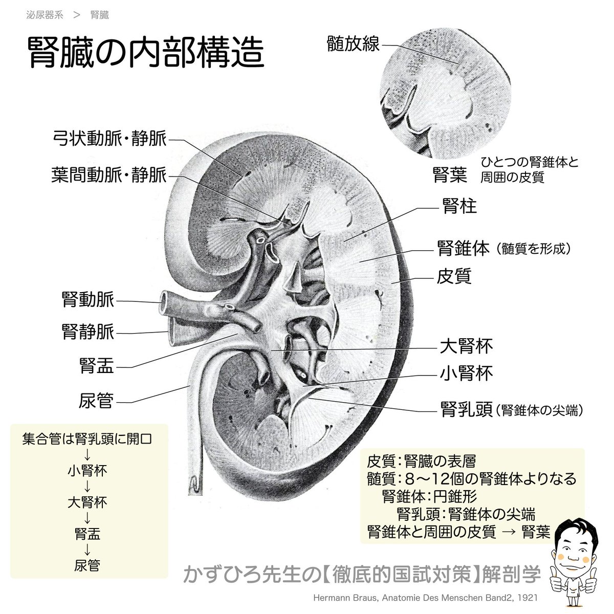 腎錐体 Wyszukiwanie Twittera 腎錐体 Wyszukiwanie Twittera