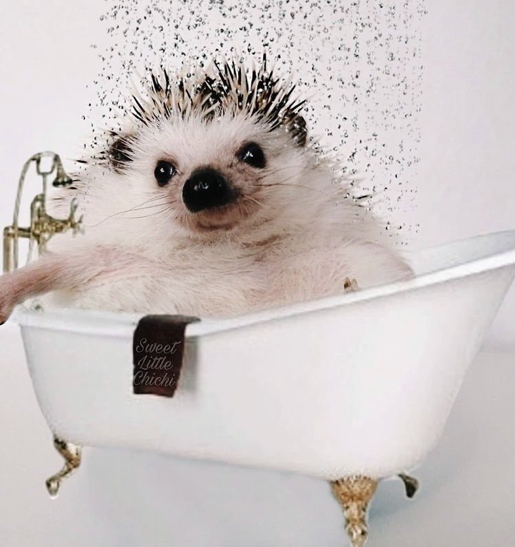 Hedgehog of the Day tweet media