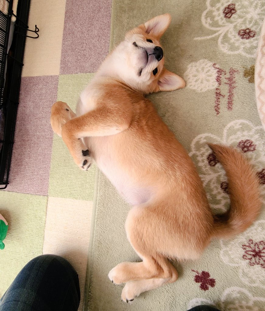 最も好ましい 犬 ごろん 犬 ゴロンゴロン Akupitublogwall