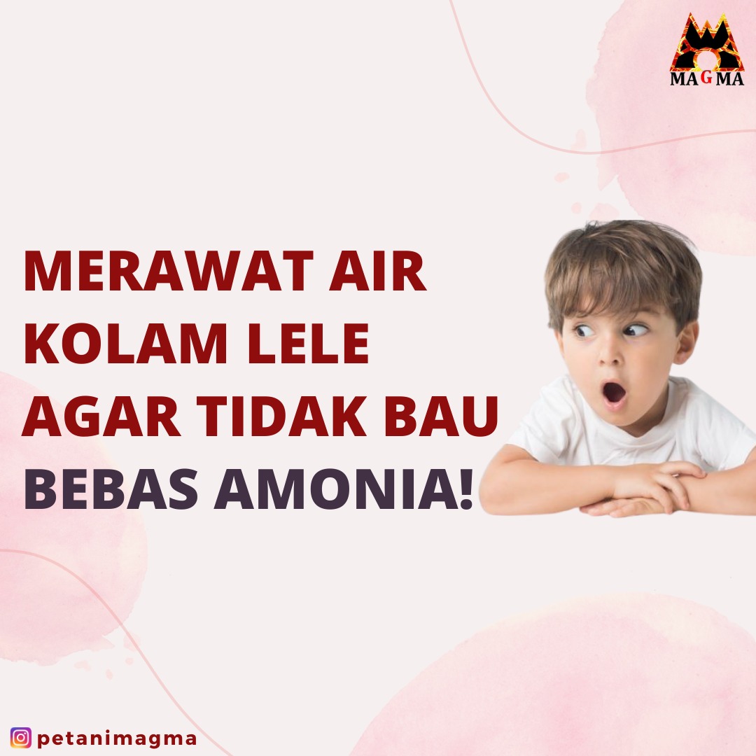 PetaniMagma's tweet photo. MERAWAT AIR KOLAM LELE AGAR TIDAK BAU: BEBAS AMONIA!

Halooo Sahabat Petani Magma! Disini mimin mau ngasih info tentang merawat air kolam lele agar tidak berbau!

Untuk selengkapnya bisa langsung di cek ke instagram @PetaniMagma yahhh Sahabat!

#budidayaikanlele #budidayapemula https://t.co/bTHQvHJtND