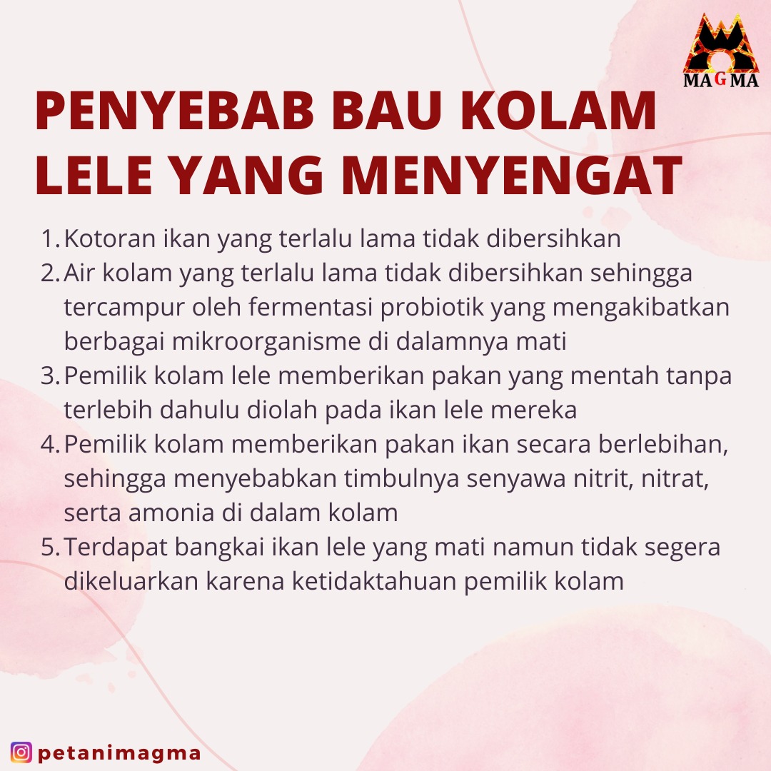 PetaniMagma's tweet photo. MERAWAT AIR KOLAM LELE AGAR TIDAK BAU: BEBAS AMONIA!

Halooo Sahabat Petani Magma! Disini mimin mau ngasih info tentang merawat air kolam lele agar tidak berbau!

Untuk selengkapnya bisa langsung di cek ke instagram @PetaniMagma yahhh Sahabat!

#budidayaikanlele #budidayapemula https://t.co/bTHQvHJtND