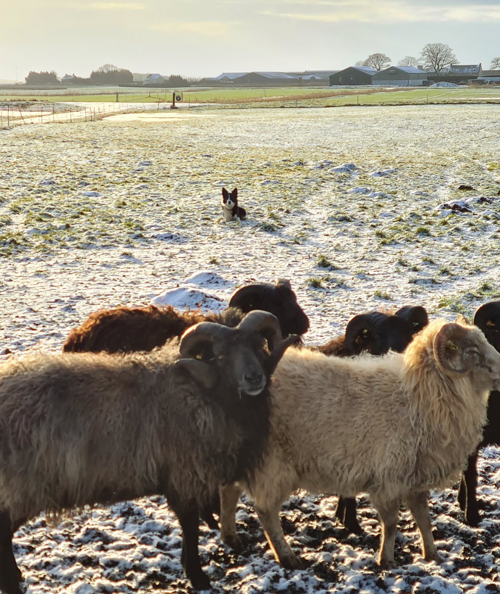 Morning Twitter! Not been on for a while. Life on the #smallholding has been busy. Here's one of my #sheepdogs Breeze helping me feed the rams this morning #sheep