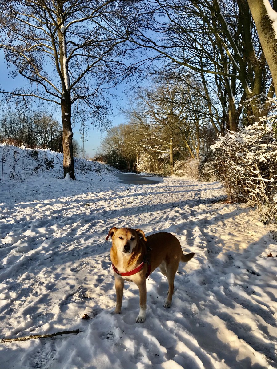 bertvroegop's tweet photo. Heerlijk, die zon in #Goes ! Omgeving #Stelleweg #Mannee
#Winterwonderland https://t.co/0kN2fAZCXa