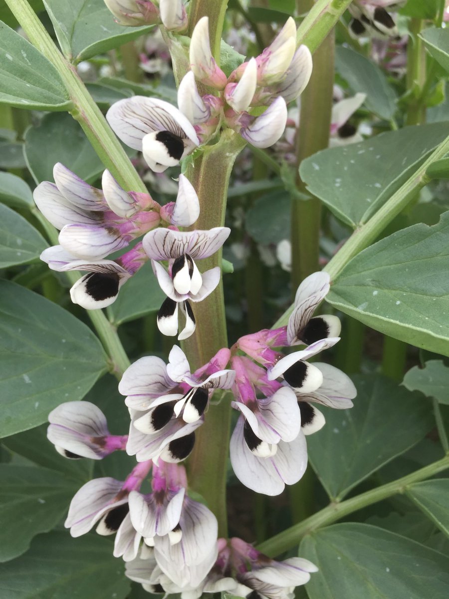 It’s world pulses day tomorrow 10th February. There’s nothing better to start with than a field of flowering spring or winter Faba beans, beneficial in so many ways #Soilstructure #rotations #pollinators #lovepulses ⁦@AgriiUK⁩