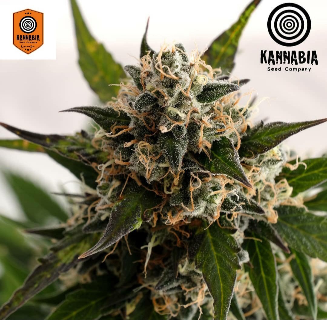 Kannabia Seeds Global tweet media