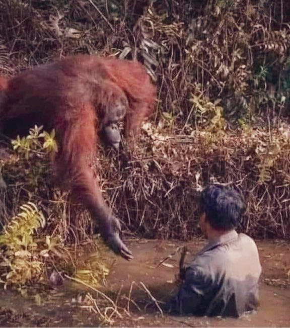S_Schwartzmann's tweet photo. Orangután aparece y le ofrece ayuda a un geólogo que cayó en una poza con barro. El que registró el momento, sostiene: En la época que la Humanidad muere en el mundo, animales nos recuerdan valores y principios” https://t.co/qAtLbyDyy5