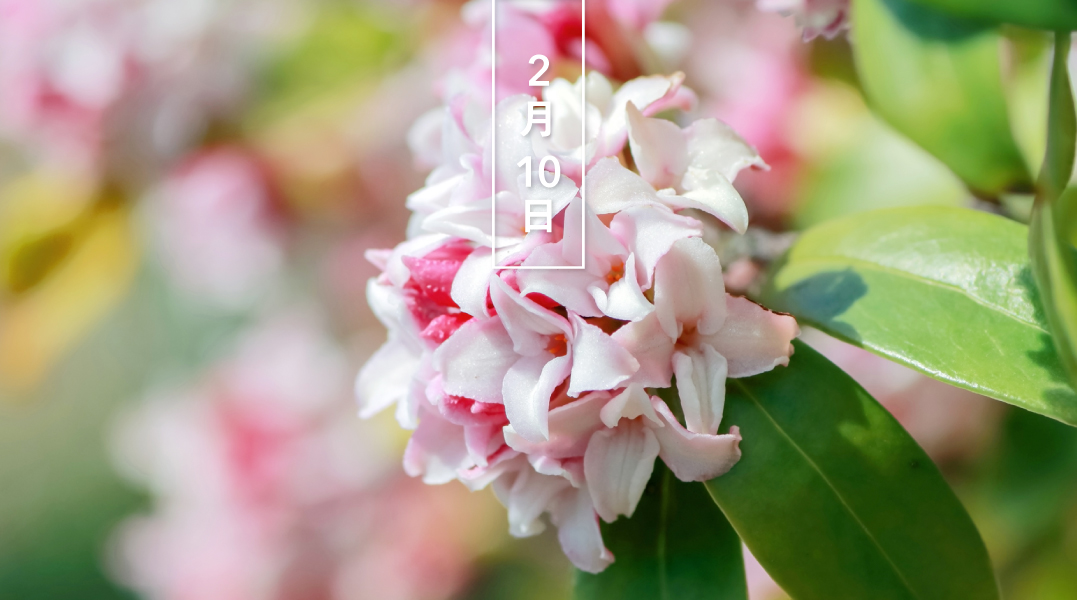 ট ইট র 暦生活 こよみせいかつ ジンチョウゲ 沈丁花 花の日めくり 花言葉は 永遠 白や薄紅色の小さな花が集まって咲きます 花期は2月 4月 香り高く 夏の梔子 クチナシ 秋の金木犀 キン モクセイ と合わせて 三大香木と呼ばれます 今日 ট ইট র 暦生活 こよみせいかつ ジンチョウゲ 沈丁花 花の日めくり 花言葉は 永遠 白や薄紅色の小さな花が集まって咲きます 花期は2月 4月 香り高く 夏の梔子 クチナシ 秋の金木犀 キン モクセイ と合わせて 三大香木と呼ばれます 今日