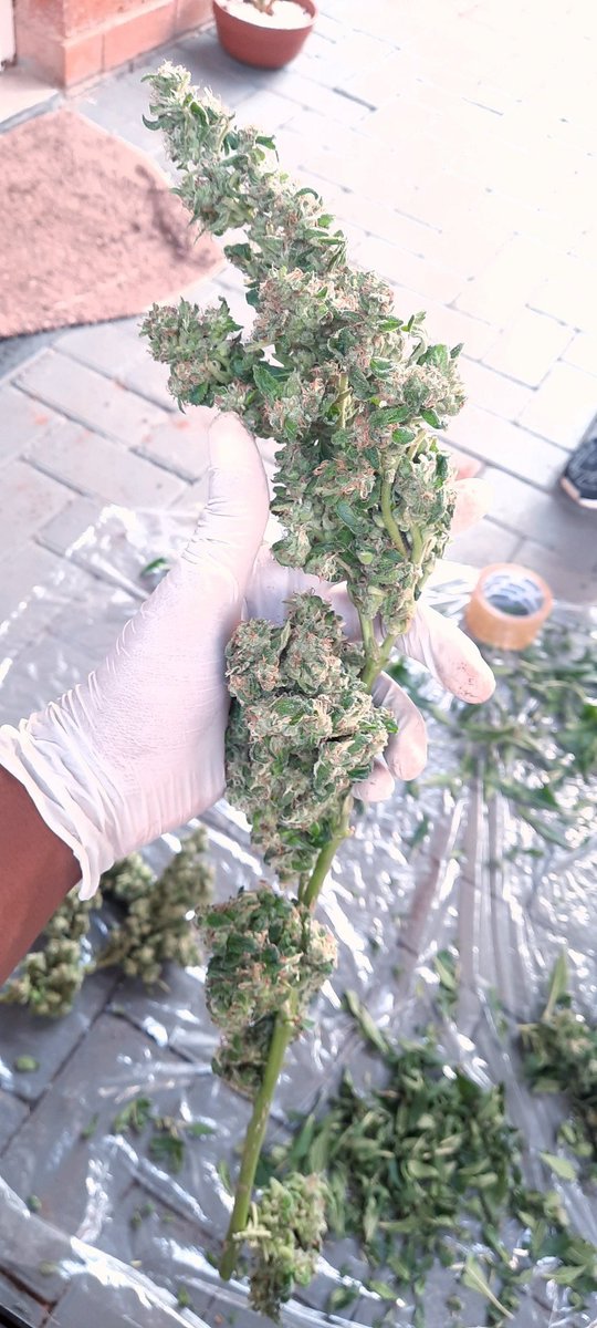 Nkateko_QH's tweet photo. The fruits of my labour 🥺😍 now its time to dry &amp; cure https://t.co/S5zab9I7cP