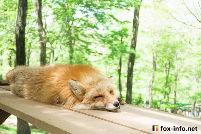 Fox Info Netさんのイラストまとめ