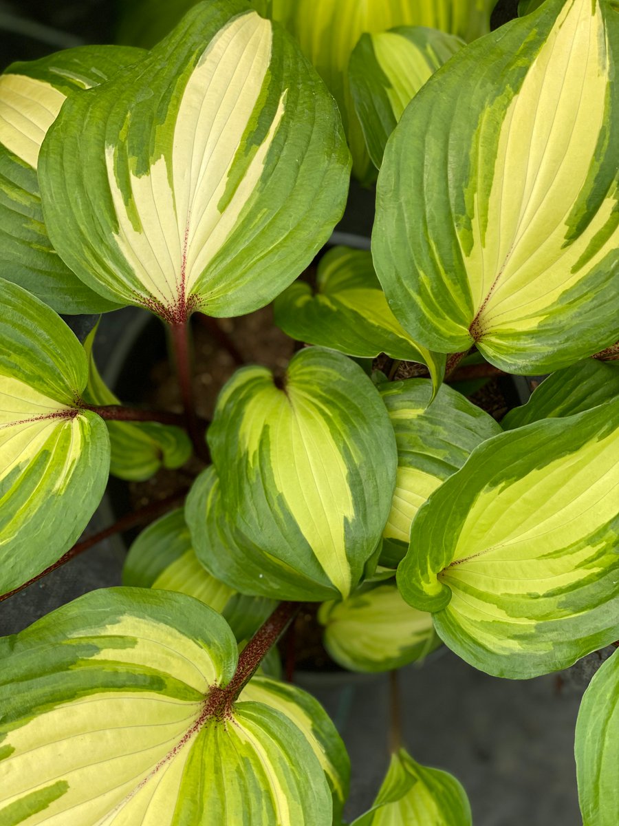 SiennaHosta's tweet photo. The spectacular Hosta 'Raspberry Sundae', one of the most attractive varieties there are. A tricky one to grow but boy is it worth the wait! @The_RHS @GWandShows @MalvernShows #RHSChelsea #SiennaHosta #RaspberrySundae #Hostas #hosta #gardening #SpringIsComing https://t.co/aUEwRpXZQ9