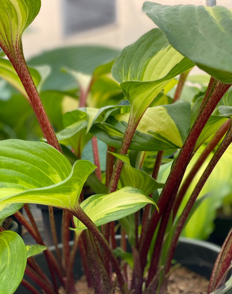 SiennaHosta's tweet photo. The spectacular Hosta 'Raspberry Sundae', one of the most attractive varieties there are. A tricky one to grow but boy is it worth the wait! @The_RHS @GWandShows @MalvernShows #RHSChelsea #SiennaHosta #RaspberrySundae #Hostas #hosta #gardening #SpringIsComing https://t.co/aUEwRpXZQ9