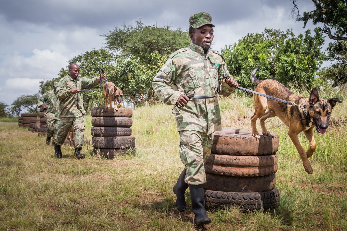 ivb_cas's tweet photo. NEW in #JVertBiol: Examination of the K-9 unit at #Akagera National Park https://t.co/BqW0j6bRJr | #trackingdogs #workingdogs #snifferdogs #ConservationDogs #counterpoaching | @kat_wtedd @WD4C | photo: Scott Ramsey https://t.co/9G6aYVionI