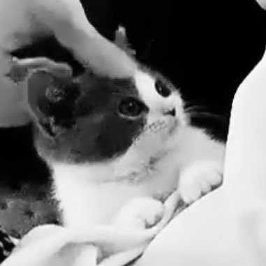 แมวพี่แทมินหรอ น่ารักมากกกก อุแง้้้้้