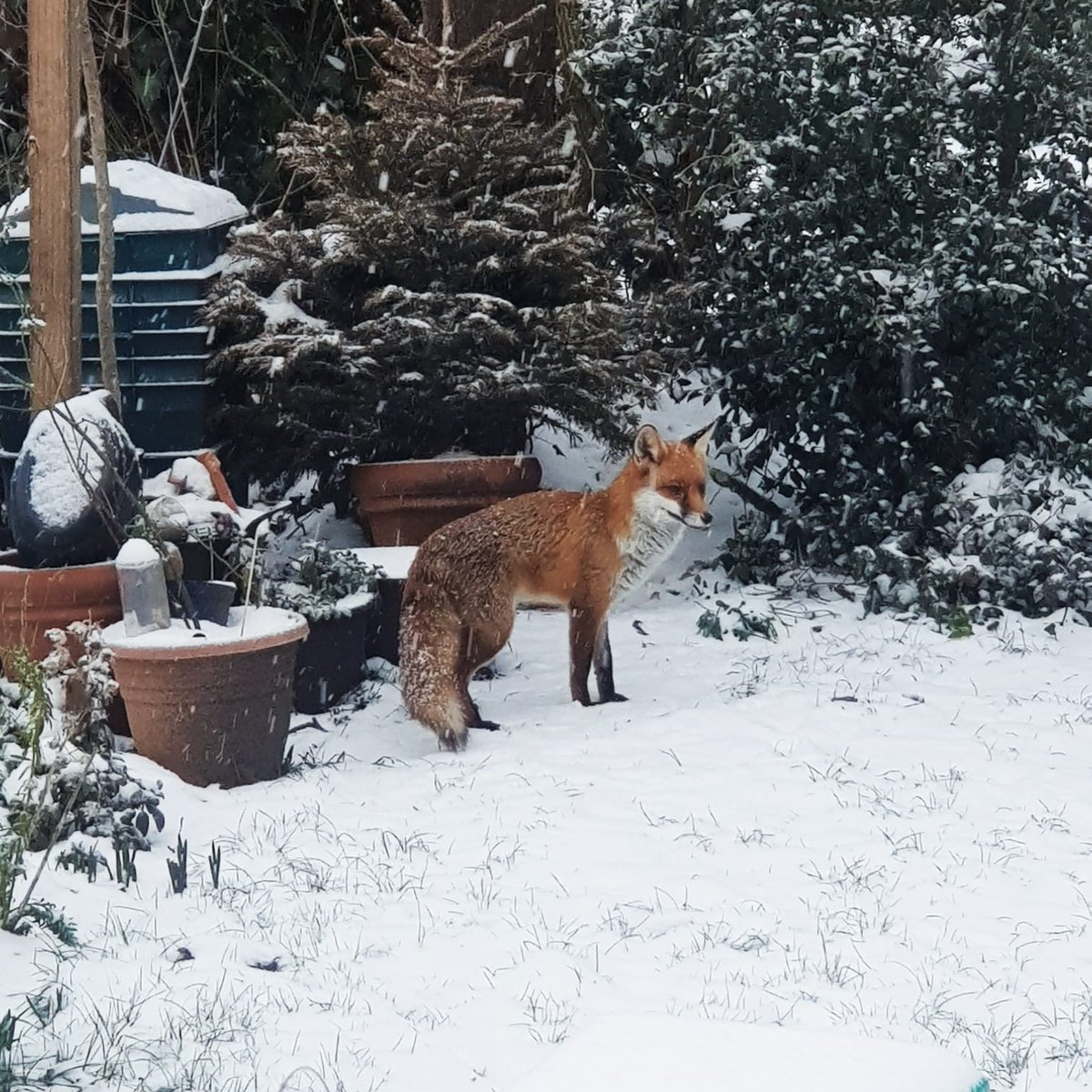 WTConsultancies's tweet photo. Hope everyone is keeping warm (and enjoying the snow) - here's a cheeky fox looking for some food in snowy Kent https://t.co/RX07c6ivRo
