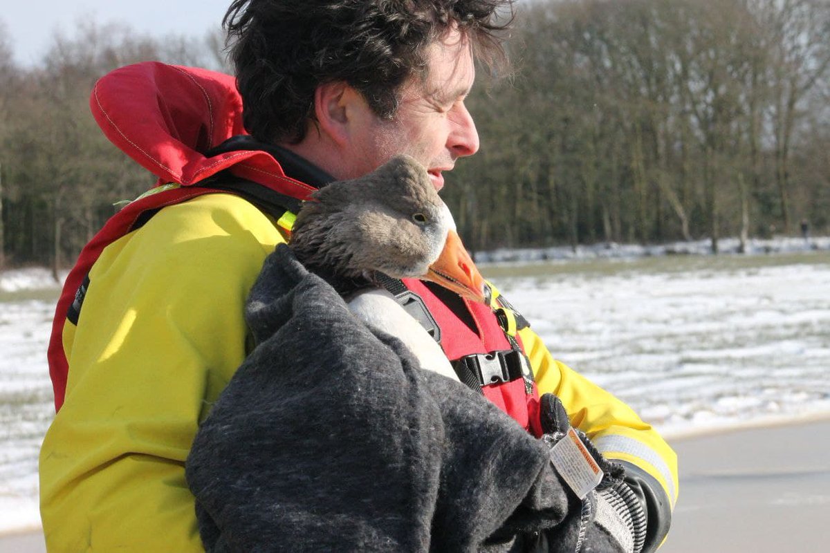 Gans gered van het ijs door brandweer - #Friesland -..