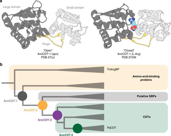 Using the Pact premier screen, Kaczmarski et. al. demonstrated that remote mutations can reshape the global confirmation of cyclohexadienyl dehydratase, funnelling it into catalytically relevant conformations. 
doi: 10.1038/s41467-020-19695-9
hubs.ly/H0Dkh200