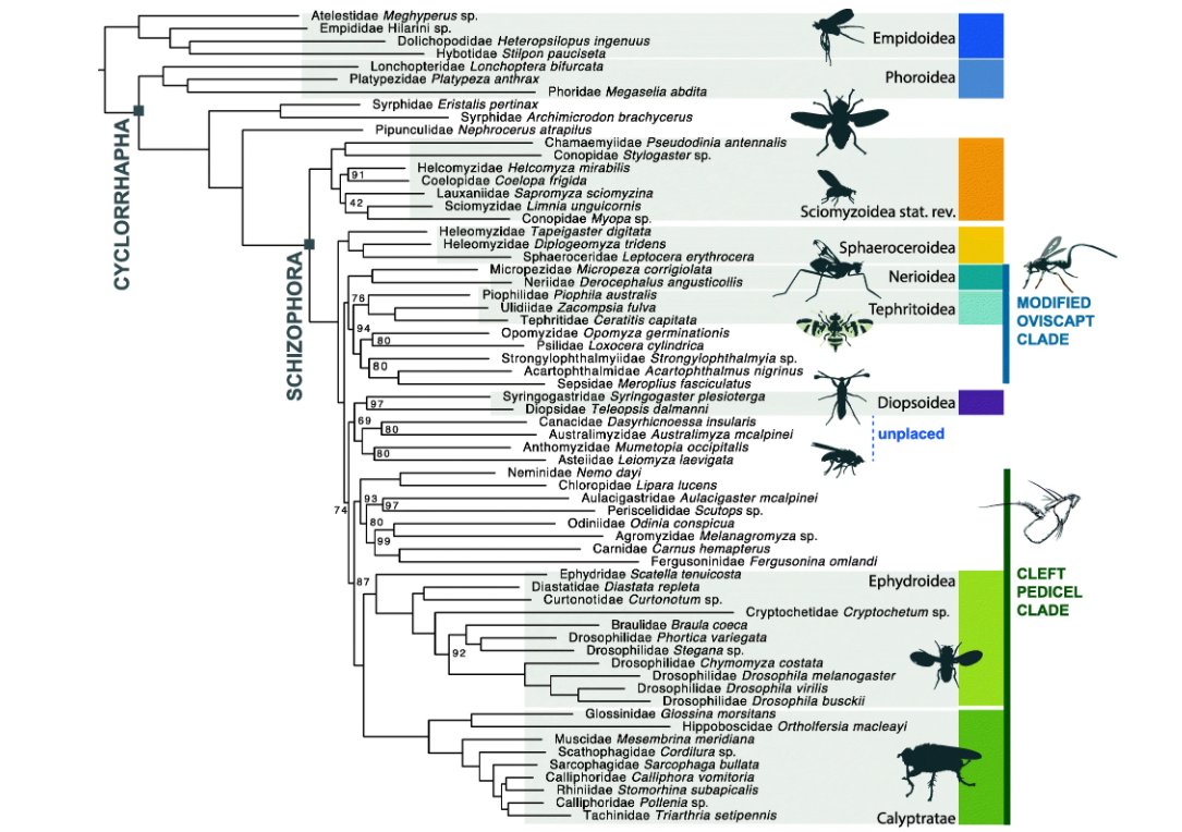 BMC Biology (@bmcbiology) on Twitter photo New #openaccess research from <a href="/thekeithing/">Keith Bayless</a> and colleagues: Beyond #Drosophila: resolving the rapid radiation of schizophoran flies with phylotranscriptomics. #diptera #phylogenomics
Read it here: bmcbiol.biomedcentral.com/articles/10.11… New #openaccess research from <a href="/thekeithing/">Keith Bayless</a> and colleagues: Beyond #Drosophila: resolving the rapid radiation of schizophoran flies with phylotranscriptomics. #diptera #phylogenomics
Read it here: bmcbiol.biomedcentral.com/articles/10.11…