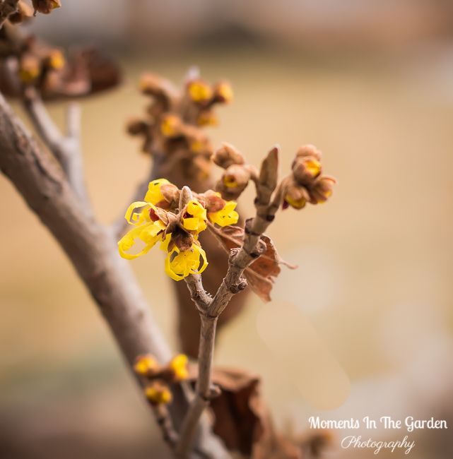MomentsintheG's tweet photo. Just as the temperatures are falling to a predicted - 20c at night my witch hazel is starting to bloom.  #freezingtemps #witchhazel #yellowscentedflowers #februarygarden #featureshrub #momentsinthegardenphotography https://t.co/uuY7qSaxac