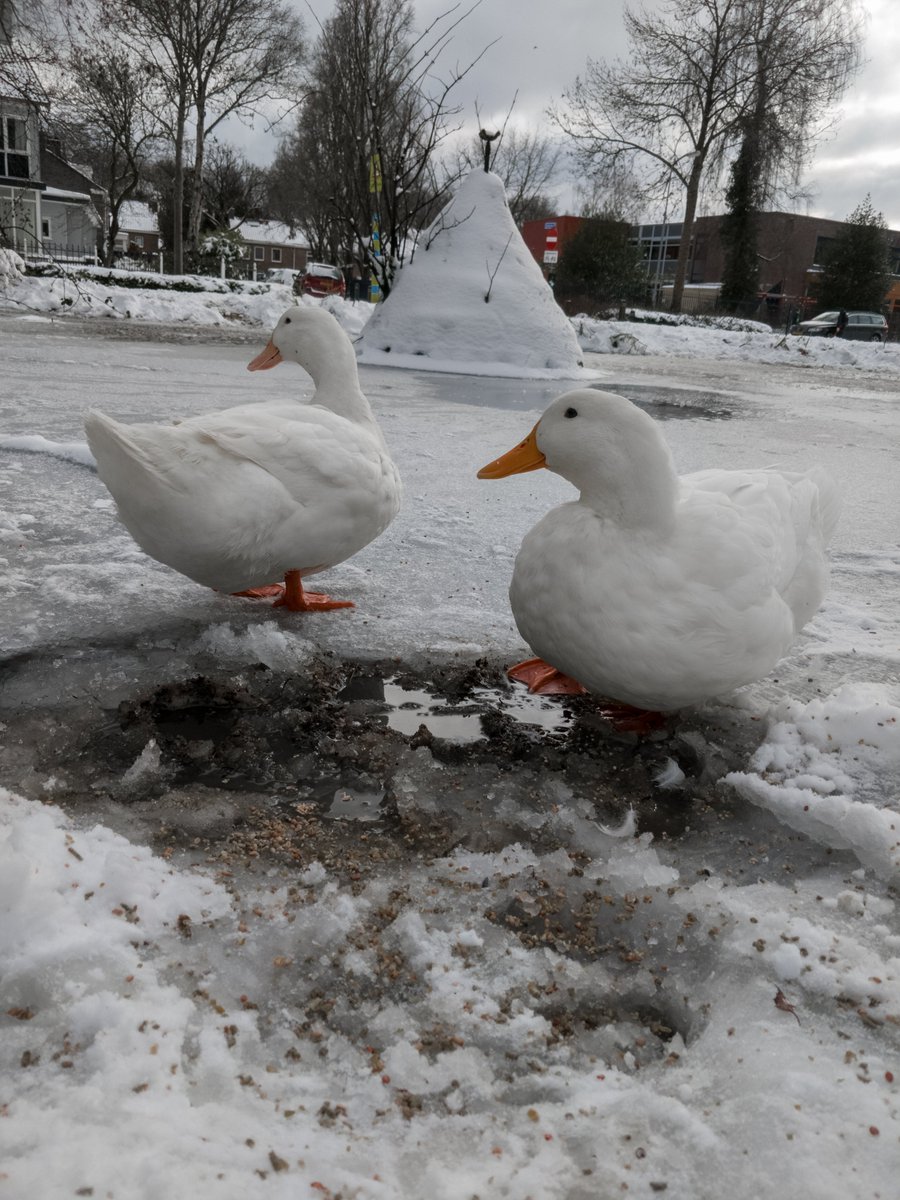 Marit_Swart's tweet photo. Helemaal geen expert dus geen idee of ze hier echt iets mee kunnen, maar ik hoop toch zo dat deze twee vannacht hun nieuwe schuilplekje opzoeken 🤞🦆 https://t.co/LzYxcK79Kz