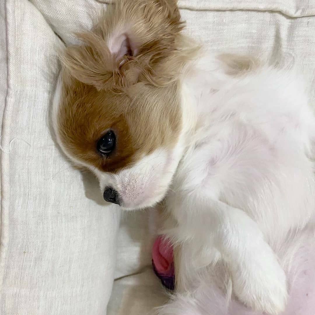 LocalPetService's tweet image. Lovely💖💓
.
Cuteness Overloaded😍😍
_
Follow @LocalPetService  for more pets and animals related content
•
Like👍
Comment 📝
Share 🖇️
•
Follow 👉@LocalPetService 
Follow 👉@LocalPetService 
_
#cavalierkingcharlesspaniels #puppylove #dogs #cutenessOVERLOAD #puppyplayful