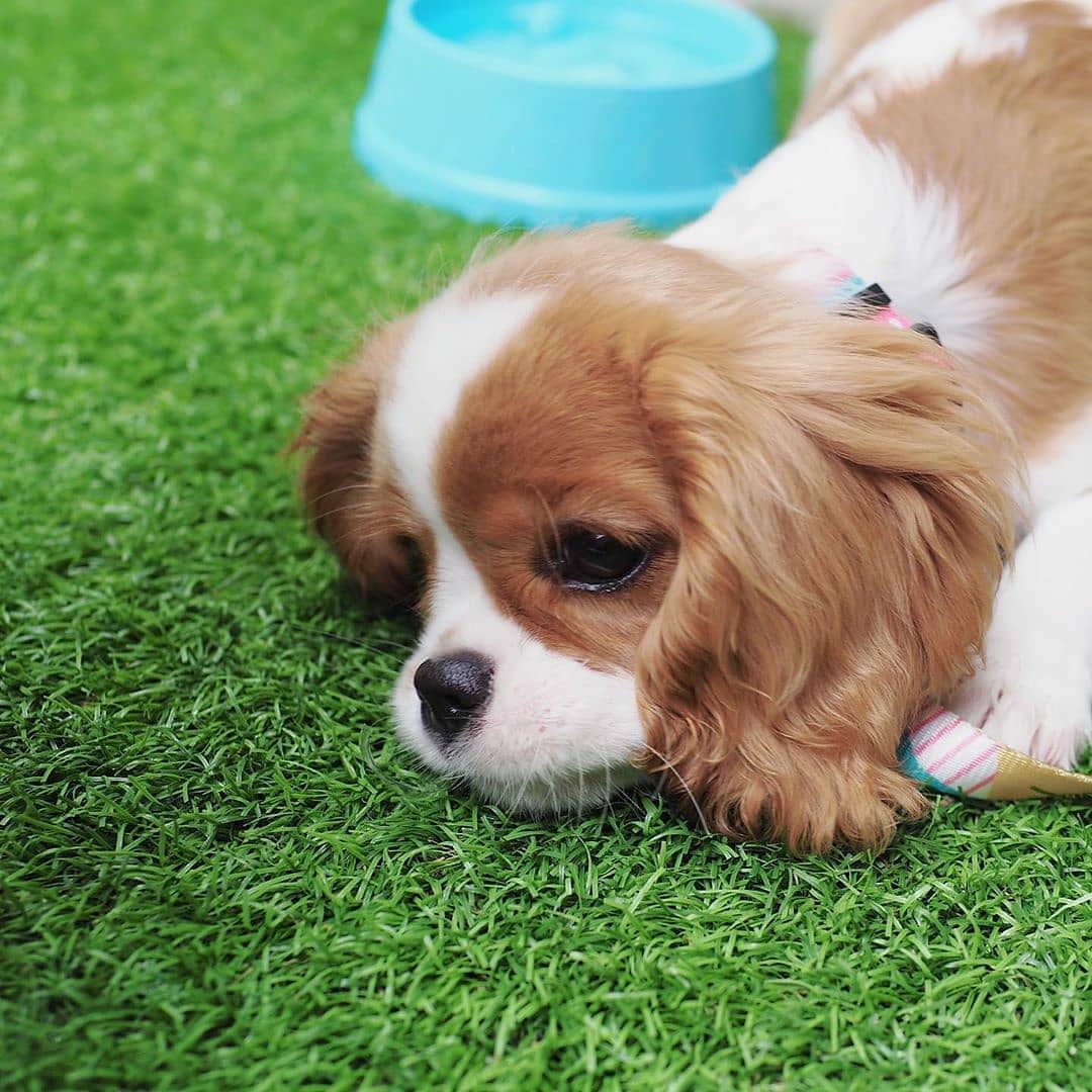 LocalPetService's tweet image. Lovely💖💓
.
Cuteness Overloaded😍😍
_
Follow @LocalPetService  for more pets and animals related content
•
Like👍
Comment 📝
Share 🖇️
•
Follow 👉@LocalPetService 
Follow 👉@LocalPetService 
_
#cavalierkingcharlesspaniels #puppylove #dogs #cutenessOVERLOAD #puppyplayful